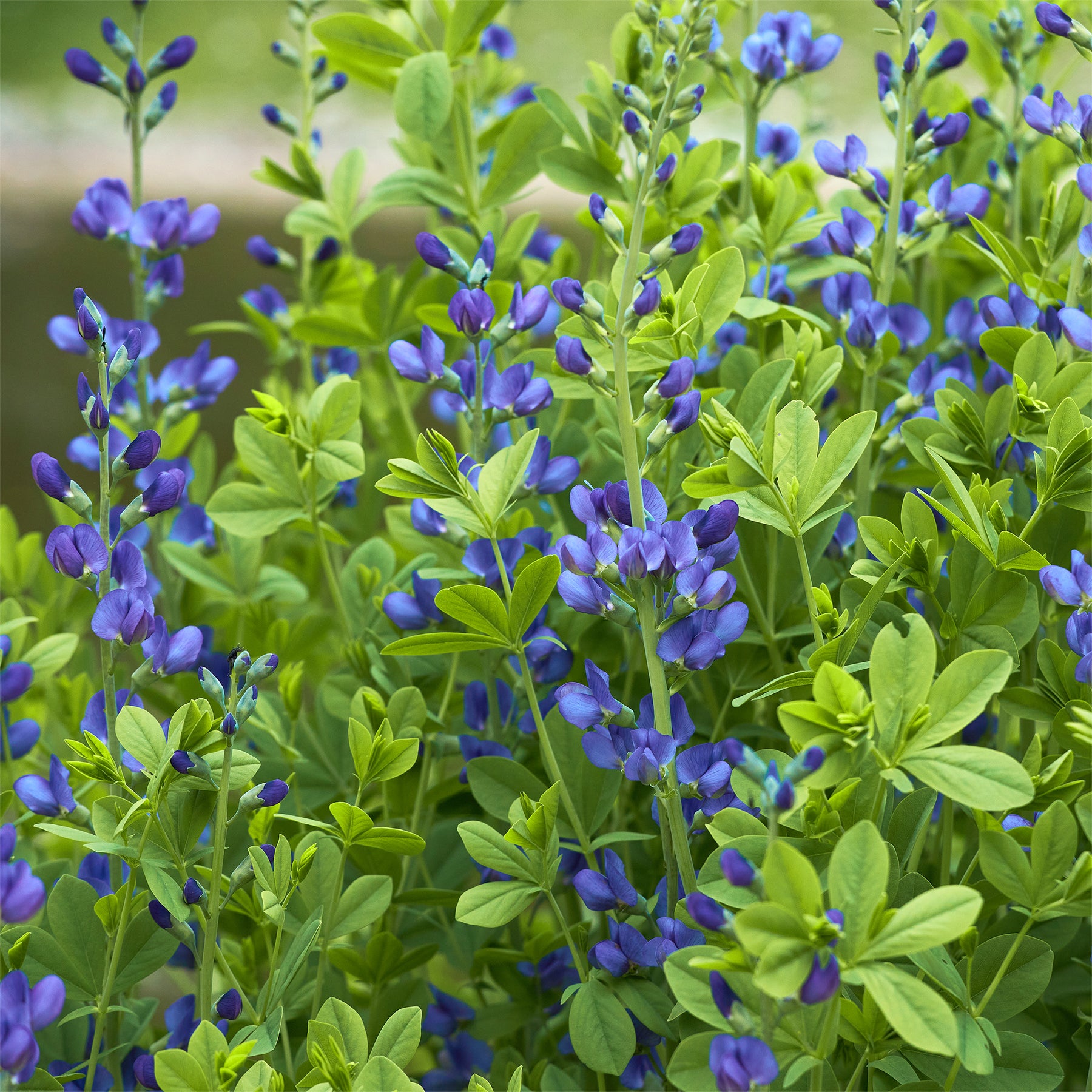 Baptisia australis - Podalyre - Fleurs mellifères