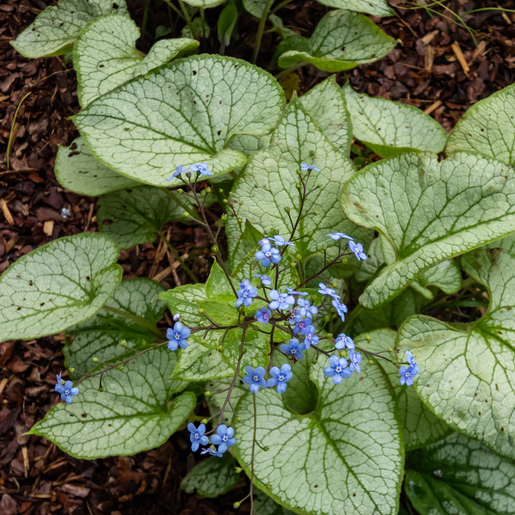 Brunnera macrophylla Silver Heart - Myosotis du Caucase Silver Heart® - Myosotis
