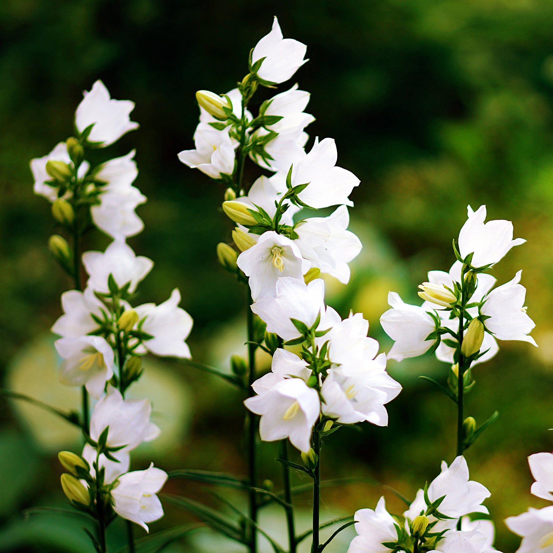 Campanule des Carpates Weisse Clips - Willemse