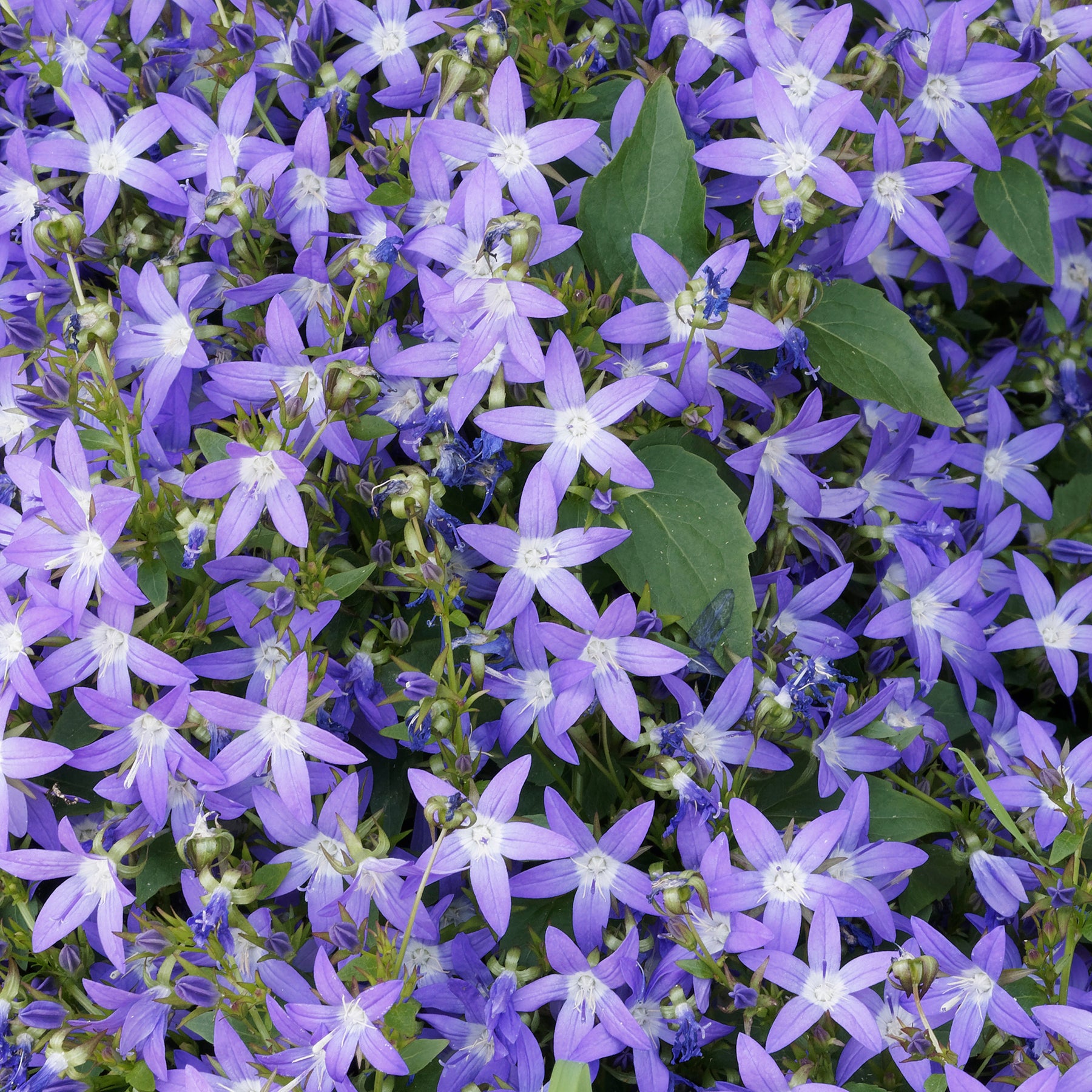 Vente Campanule des murets - Campanula poscharskyana