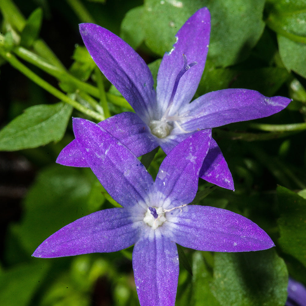Campanule - Campanule des murets - Campanula poscharskyana
