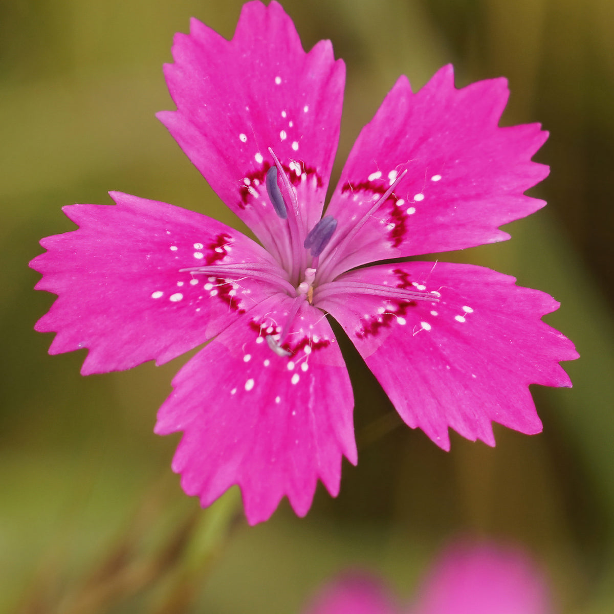 Œillet à delta Rosea - Dianthus deltoides rosea - Willemse