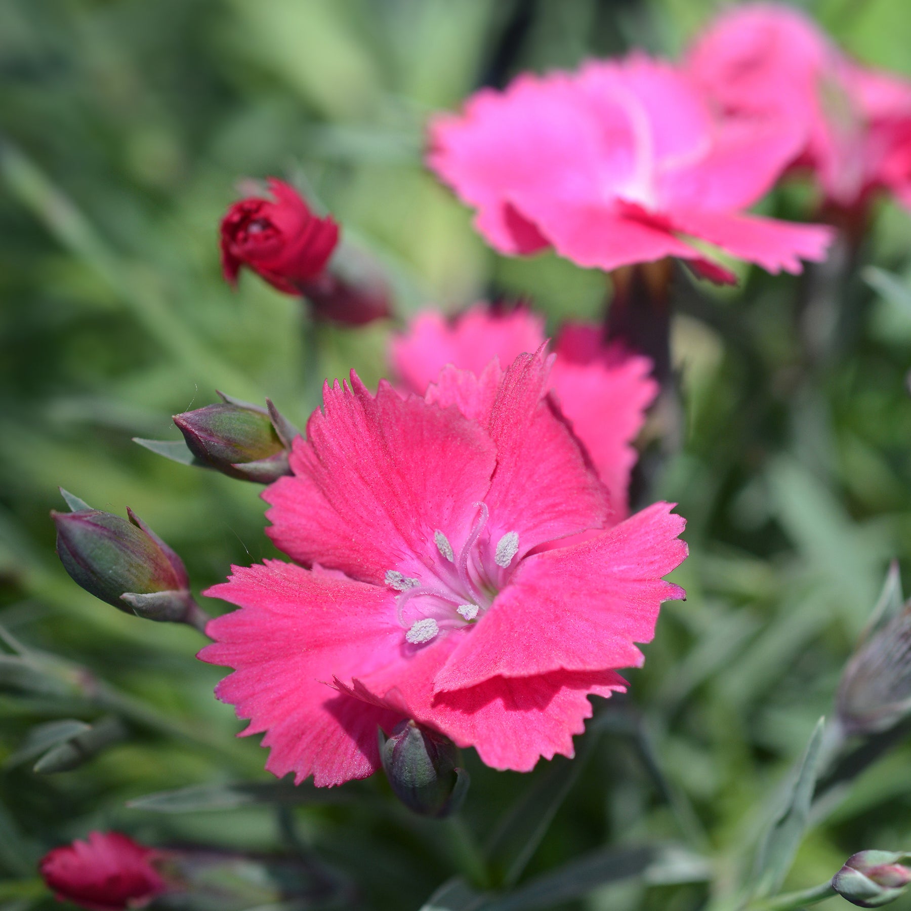 Œillet de la Pentecôte Badenia - Dianthus gratianopolitanus badenia - Willemse