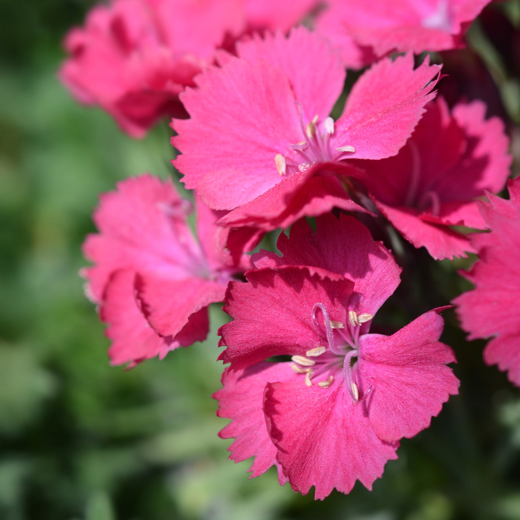 Dianthus gratianopolitanus badenia - Œillet de la Pentecôte Badenia - Œillets