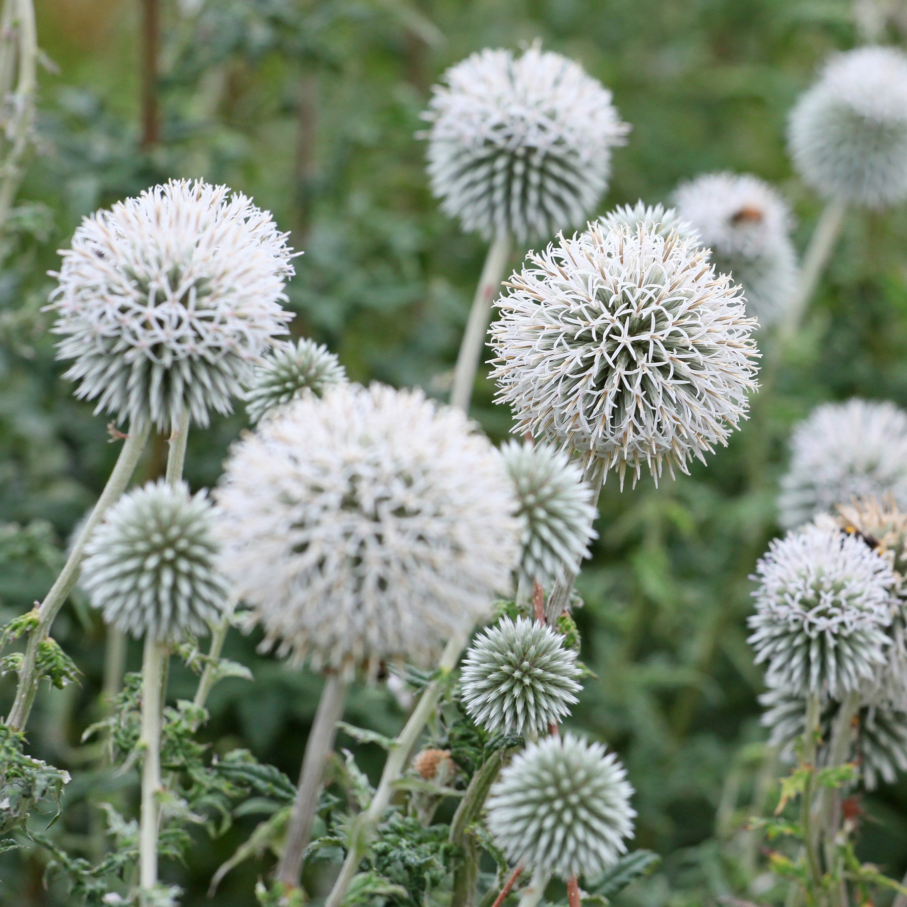 Echinops bannaticus star frost - Boule azurée Star Frost - Chardon boule - Boule azurée