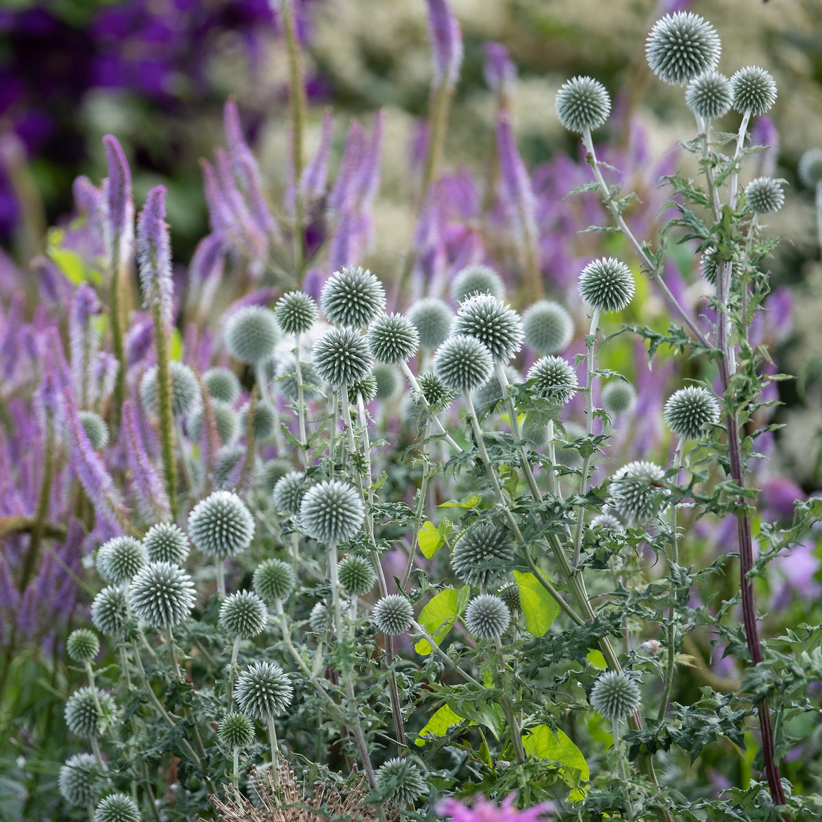 Boule azurée Star Frost - Chardon boule - Echinops bannaticus star frost - Willemse