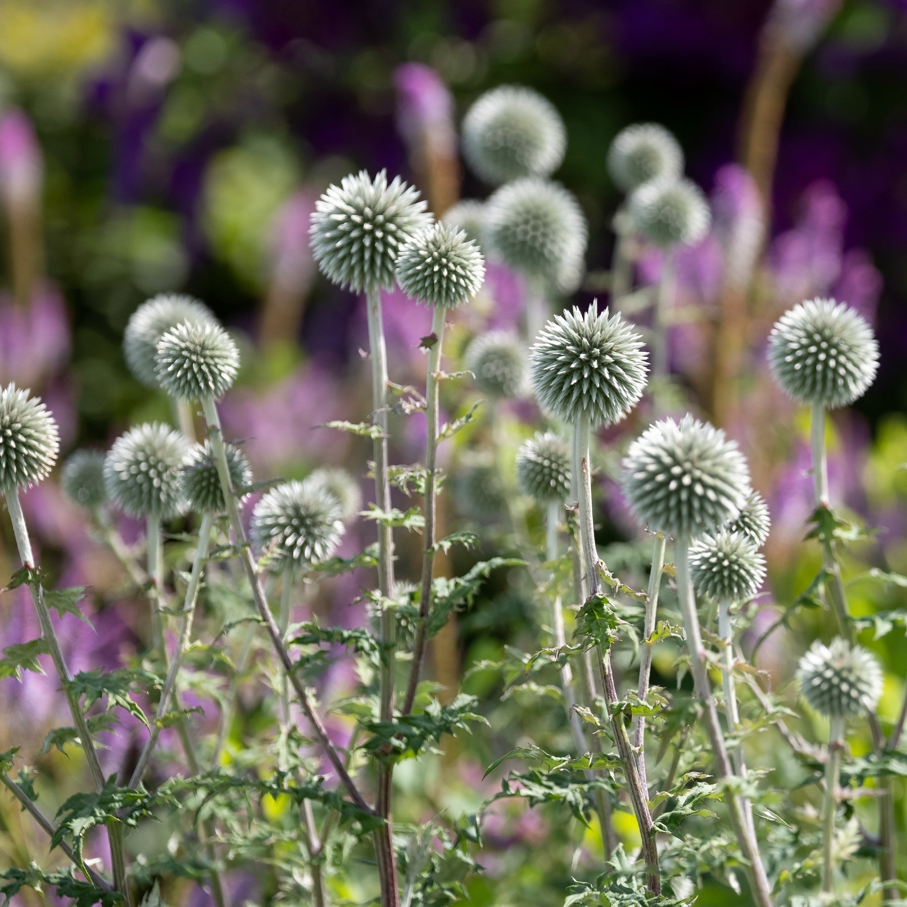 Boule azurée - Boule azurée Star Frost - Chardon boule - Echinops bannaticus star frost