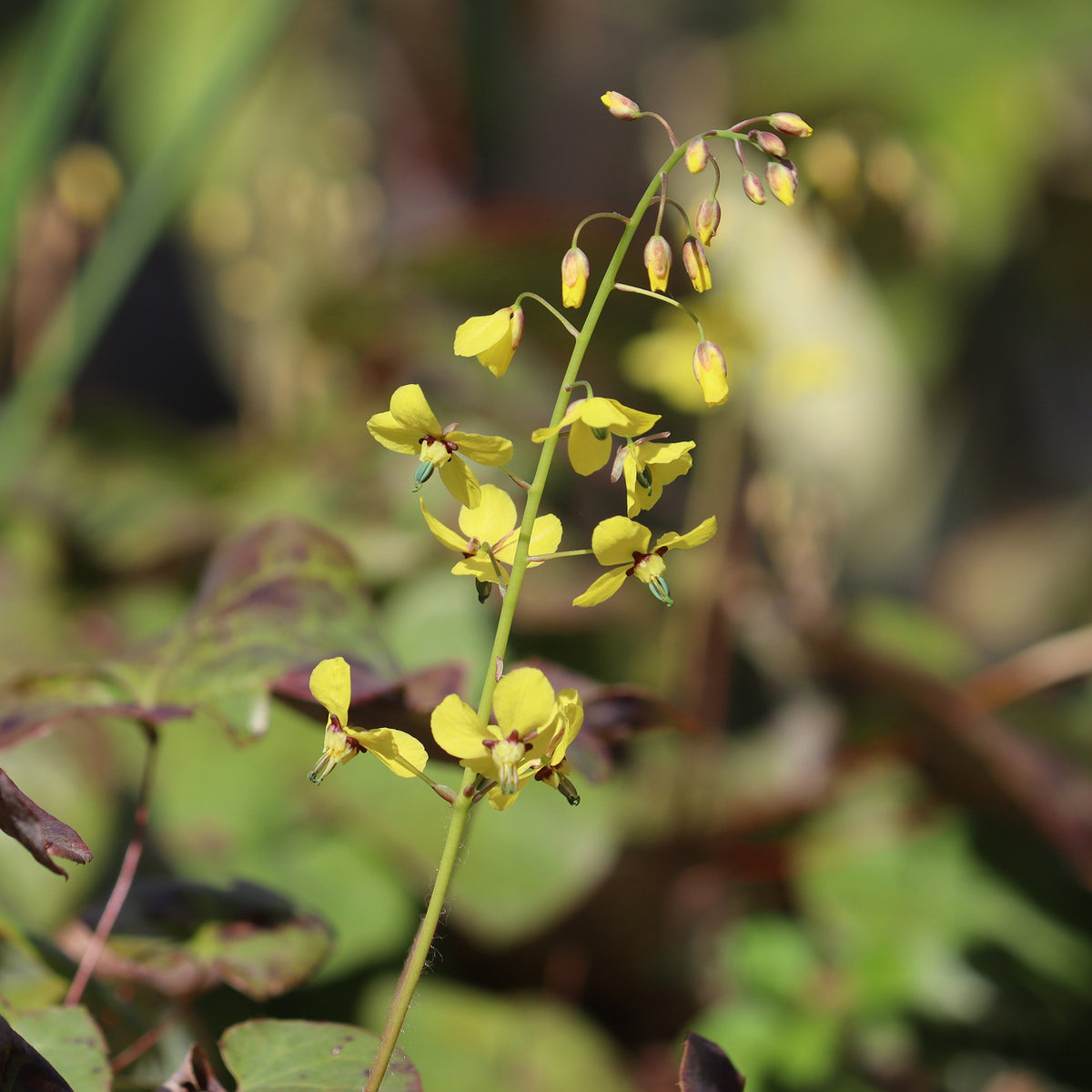 Fleur des elfes Frohnleiten