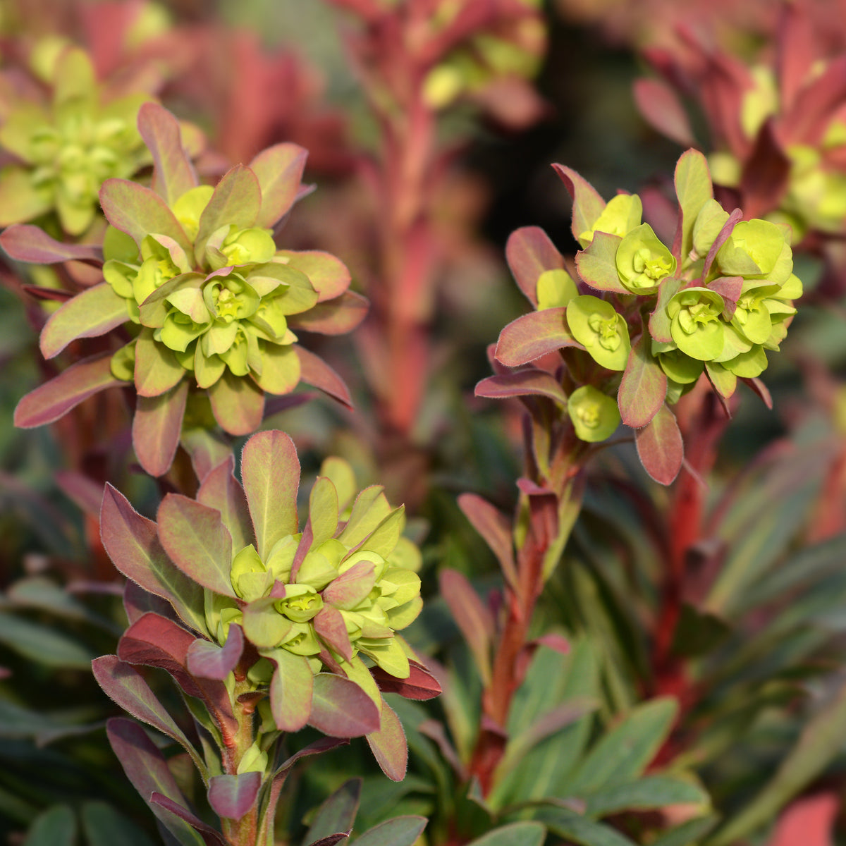 Euphorbe des bois pourpre - Euphorbia amygdaloides purpurea - Willemse