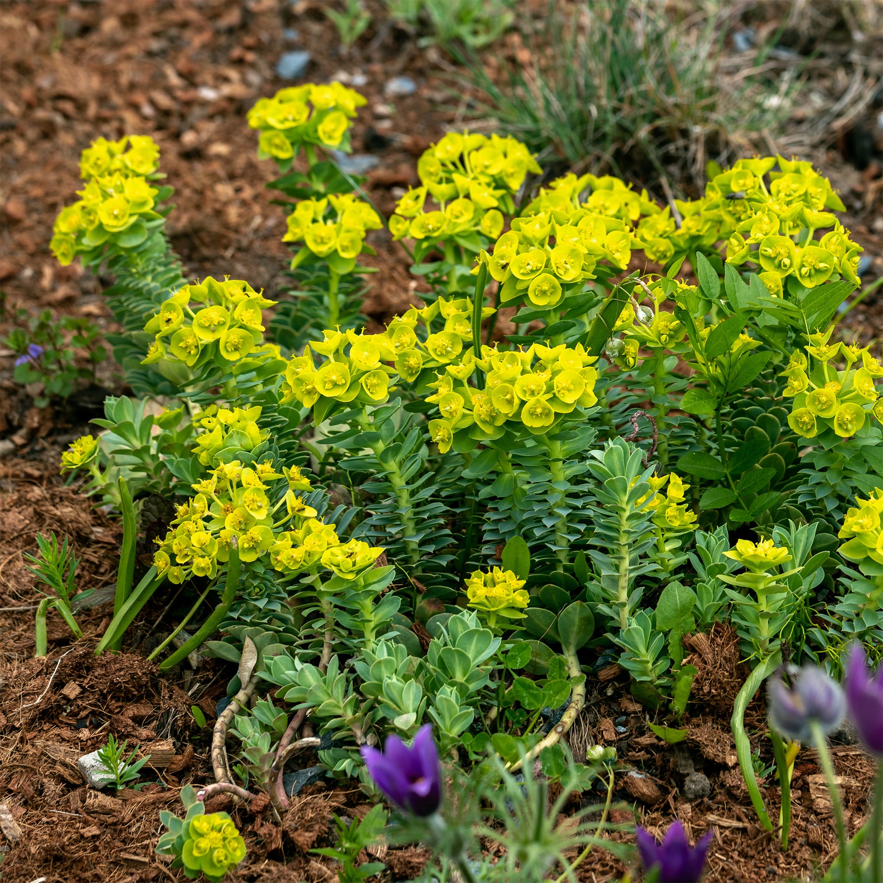 Vente Euphorbe de Corse - Euphorbia myrsinites