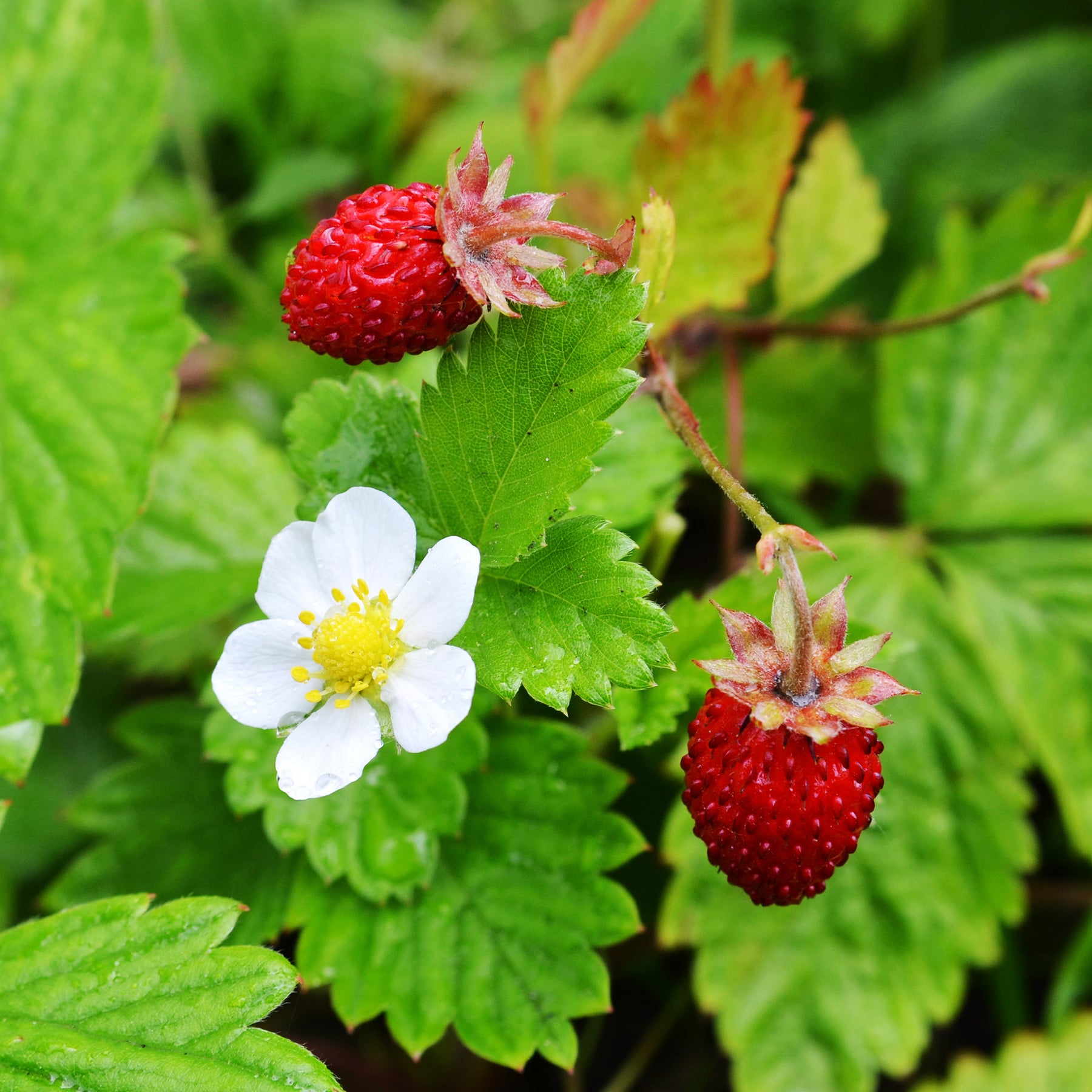 Fragaria vesca - Fraisier des bois - Fraisiers