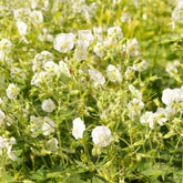 Géranium vivace à fleurs blanches - Willemse