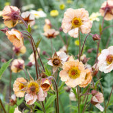 Benoîte Mai Tai - Willemse