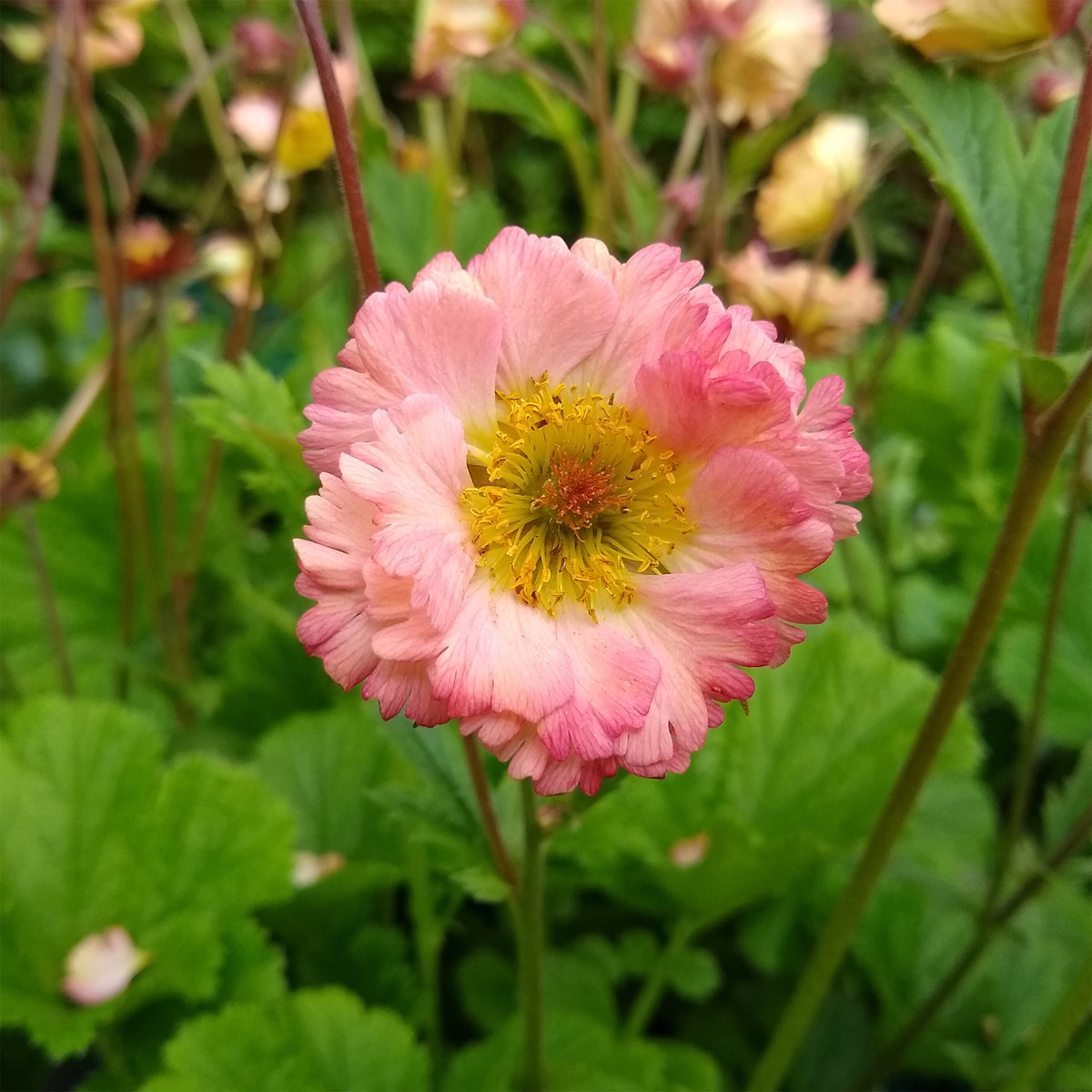 Benoîte Mai Tai - Geum mai tai ( cocktail series ) - Willemse