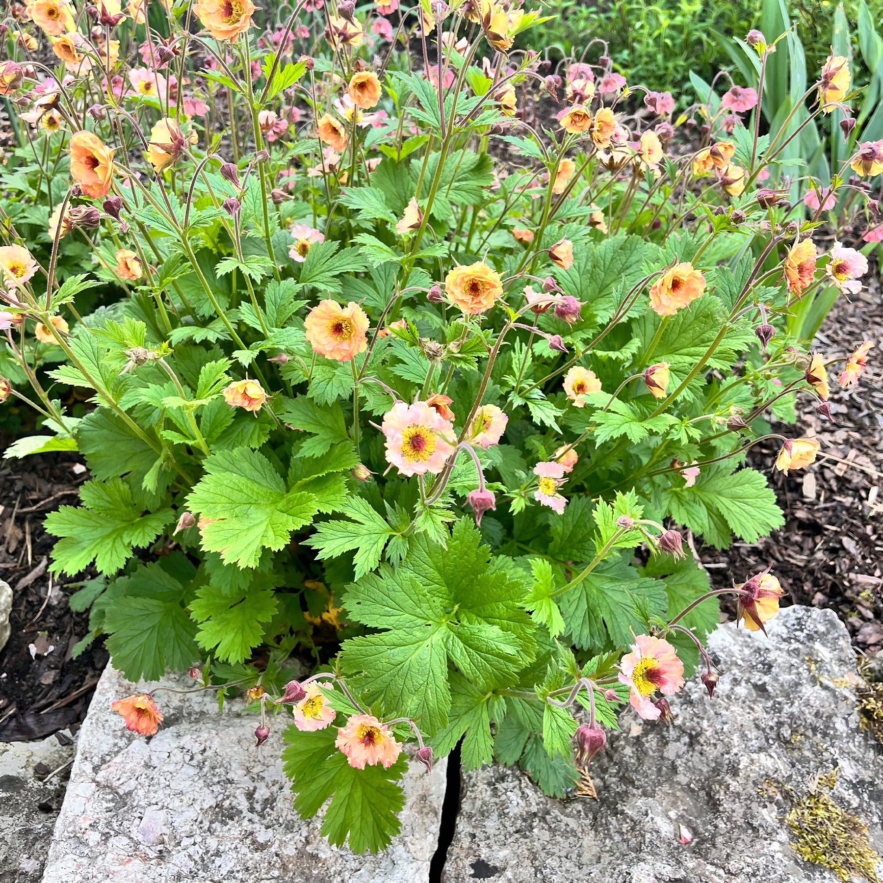 Geum mai tai ( cocktail series ) - Benoîte Mai Tai - Benoîte