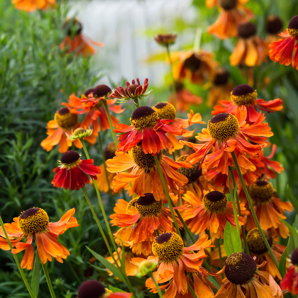 Hélénie Moerheim Beauty - Helenium Moerheim Beauty - Willemse