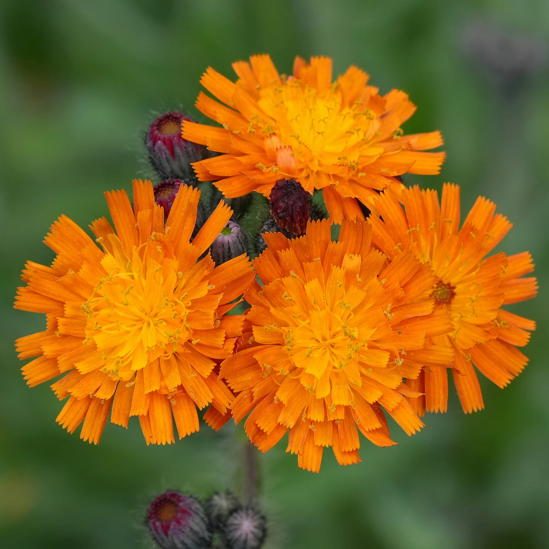 Hieracium aurantiacum - Épervière orangée - Fleurs vivaces