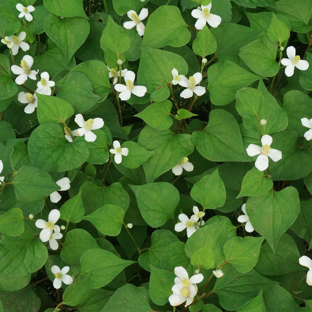 Poivrier de Chine - Houttuynia - Houttuynia cordata - Willemse