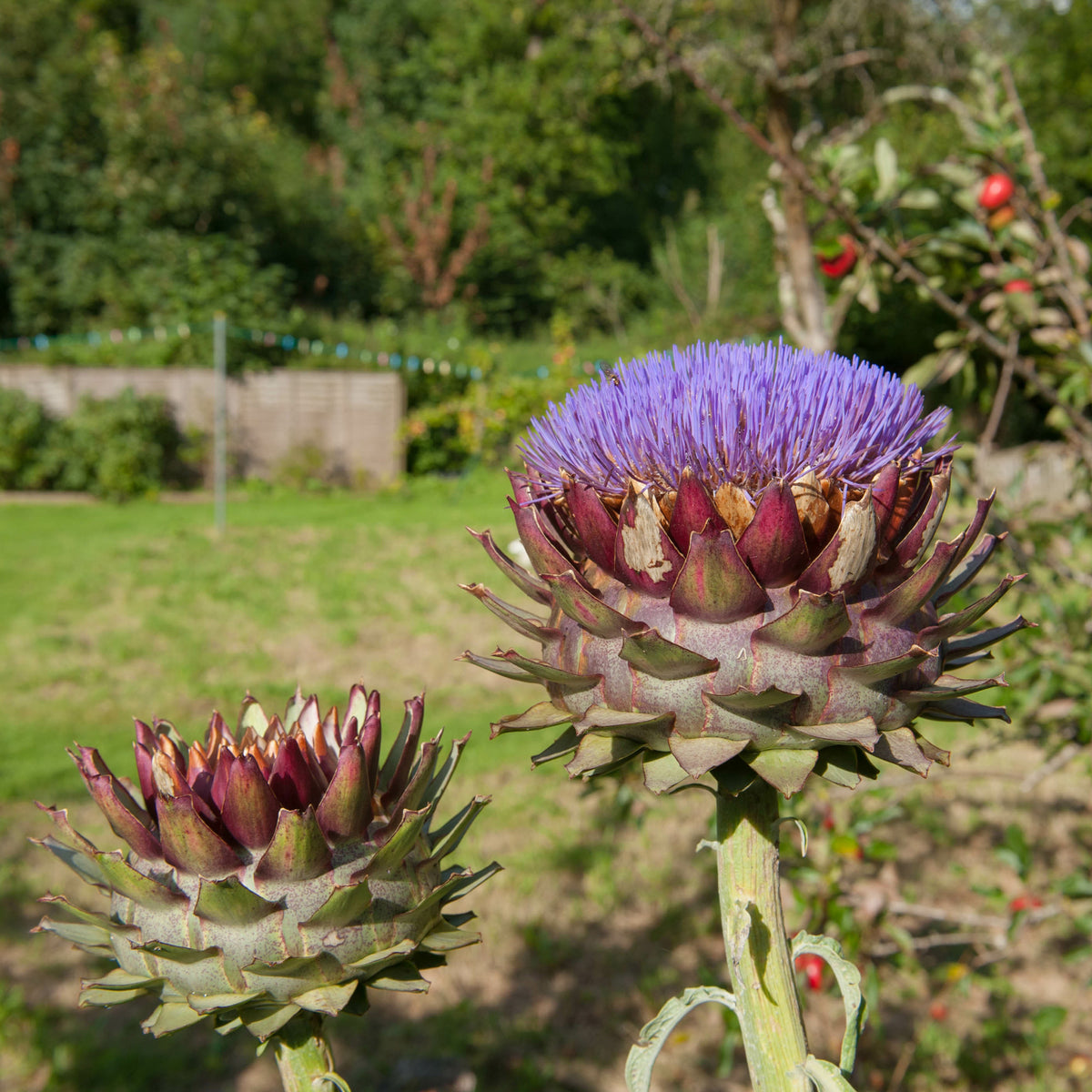 Artichaut - Cynara scolymus - Willemse