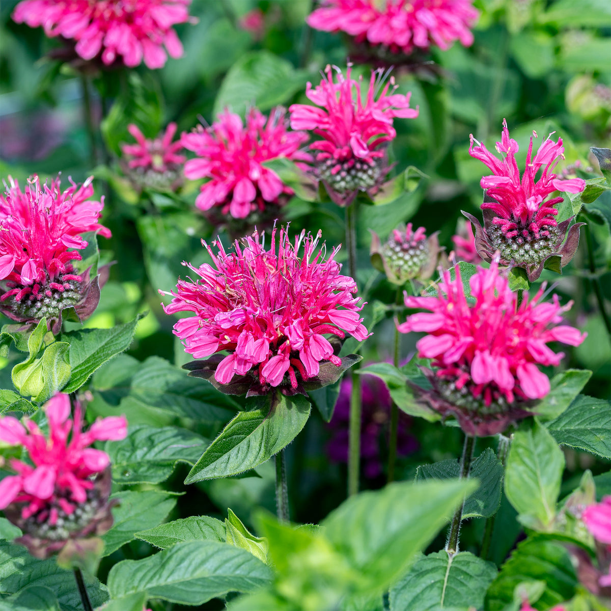 Monarde Pink Lace - Monarda Pink Lace - Willemse