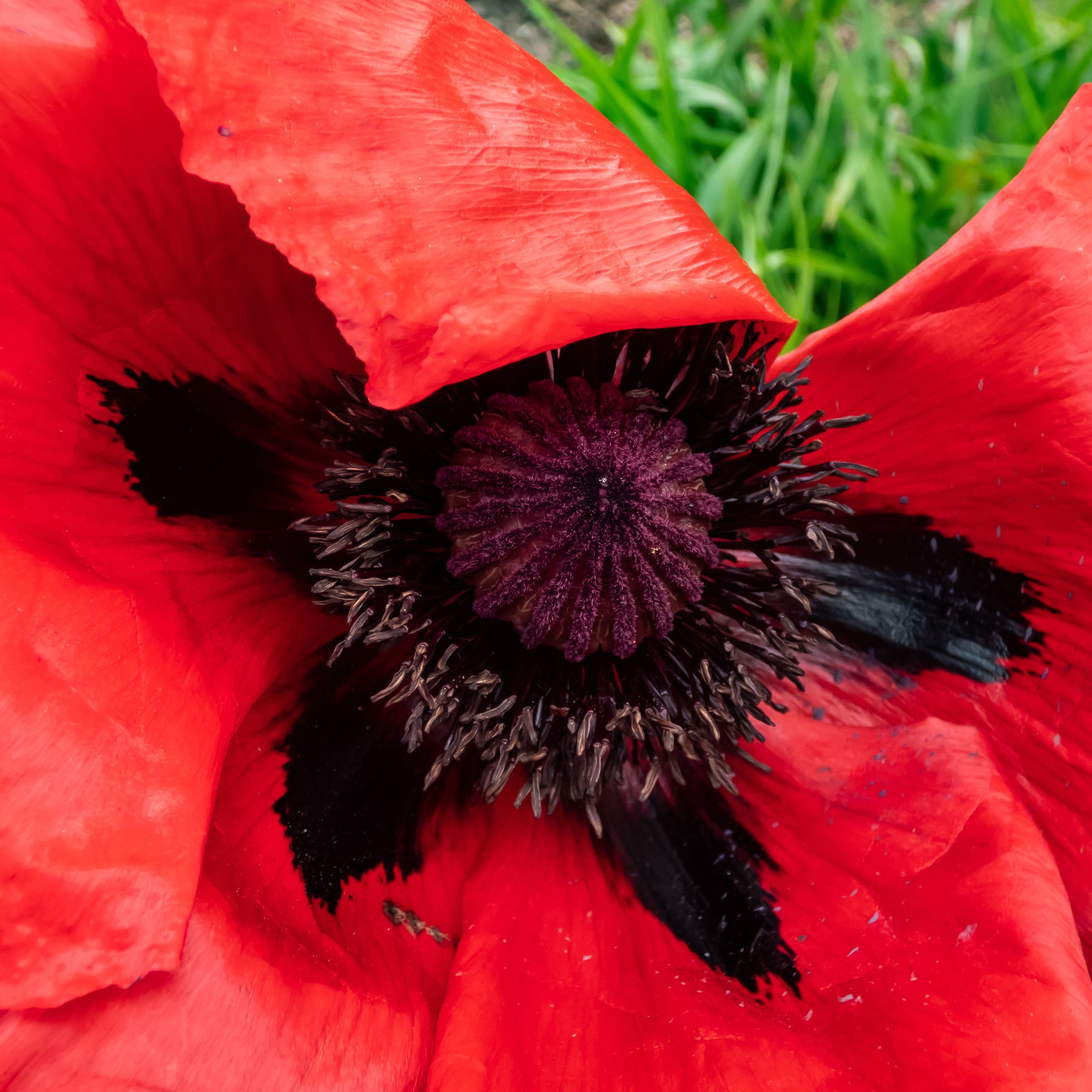 Papaver orientale Beauty of Livermere - Pavot d'Orient Beauty Of Livermere - Coquelicot géant Pavot