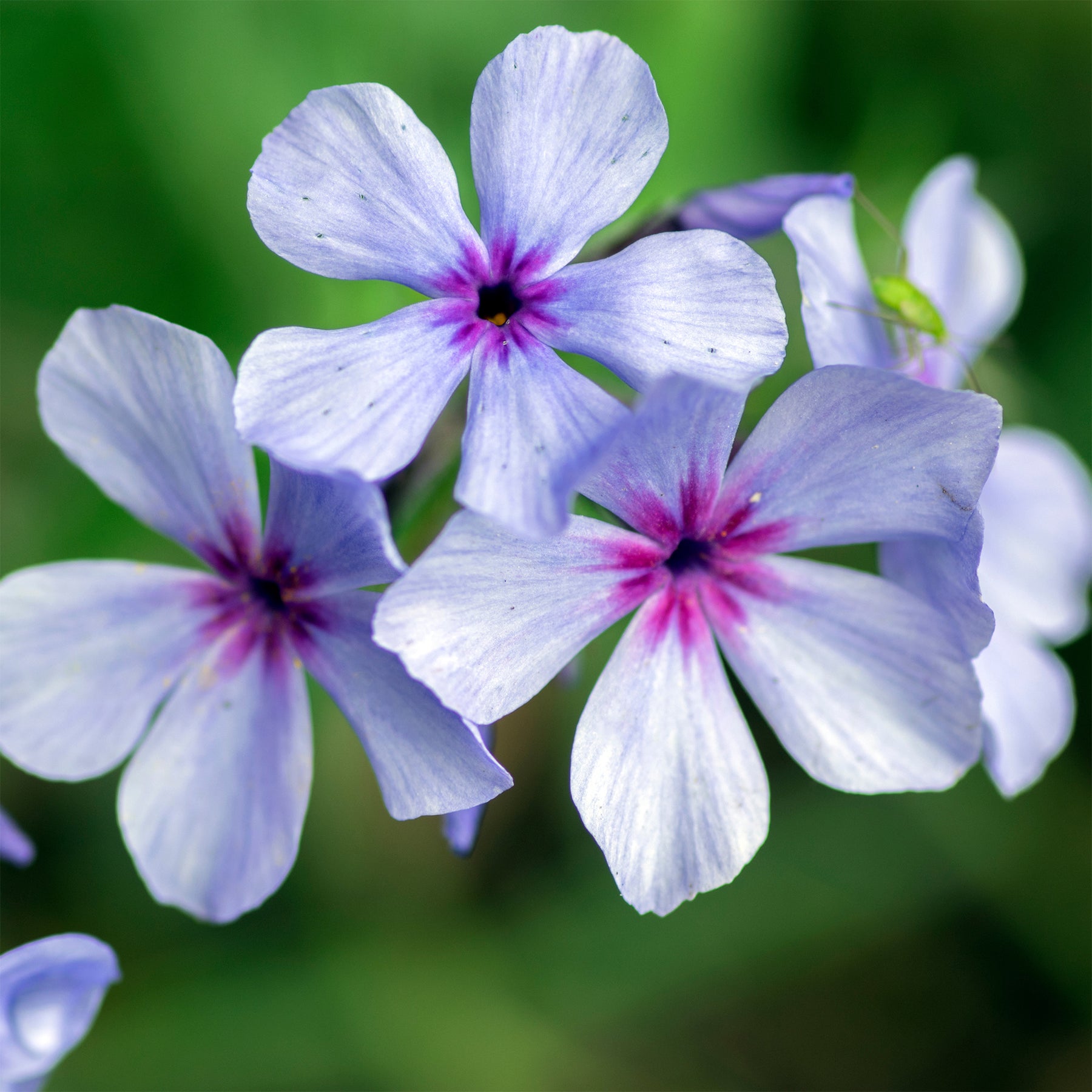 Vente Phlox divaricata Chattahoochee - Phlox divaricata chattahoochee