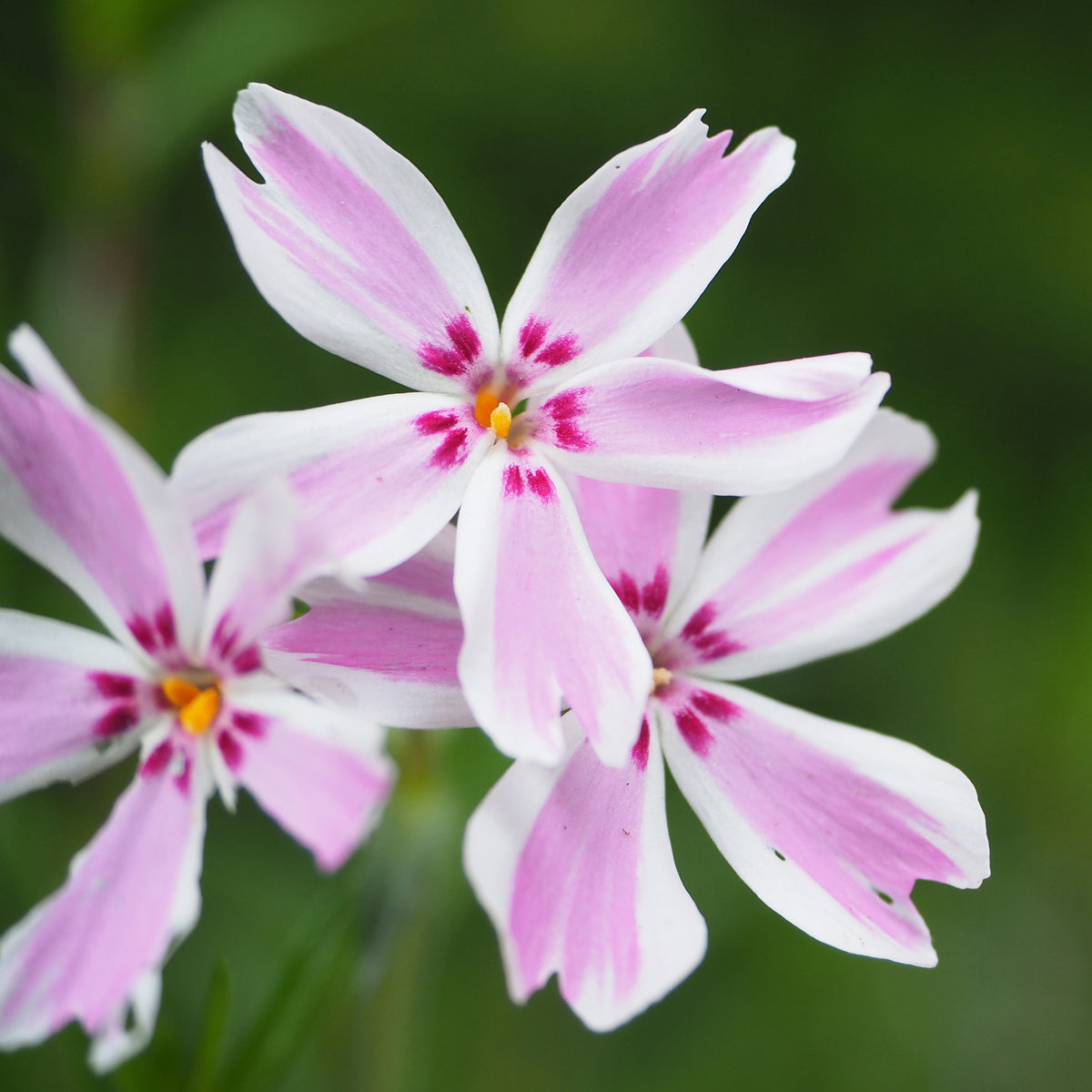 Phlox mousse Candy Stripes - Phlox subulata Candy Stripes - Willemse