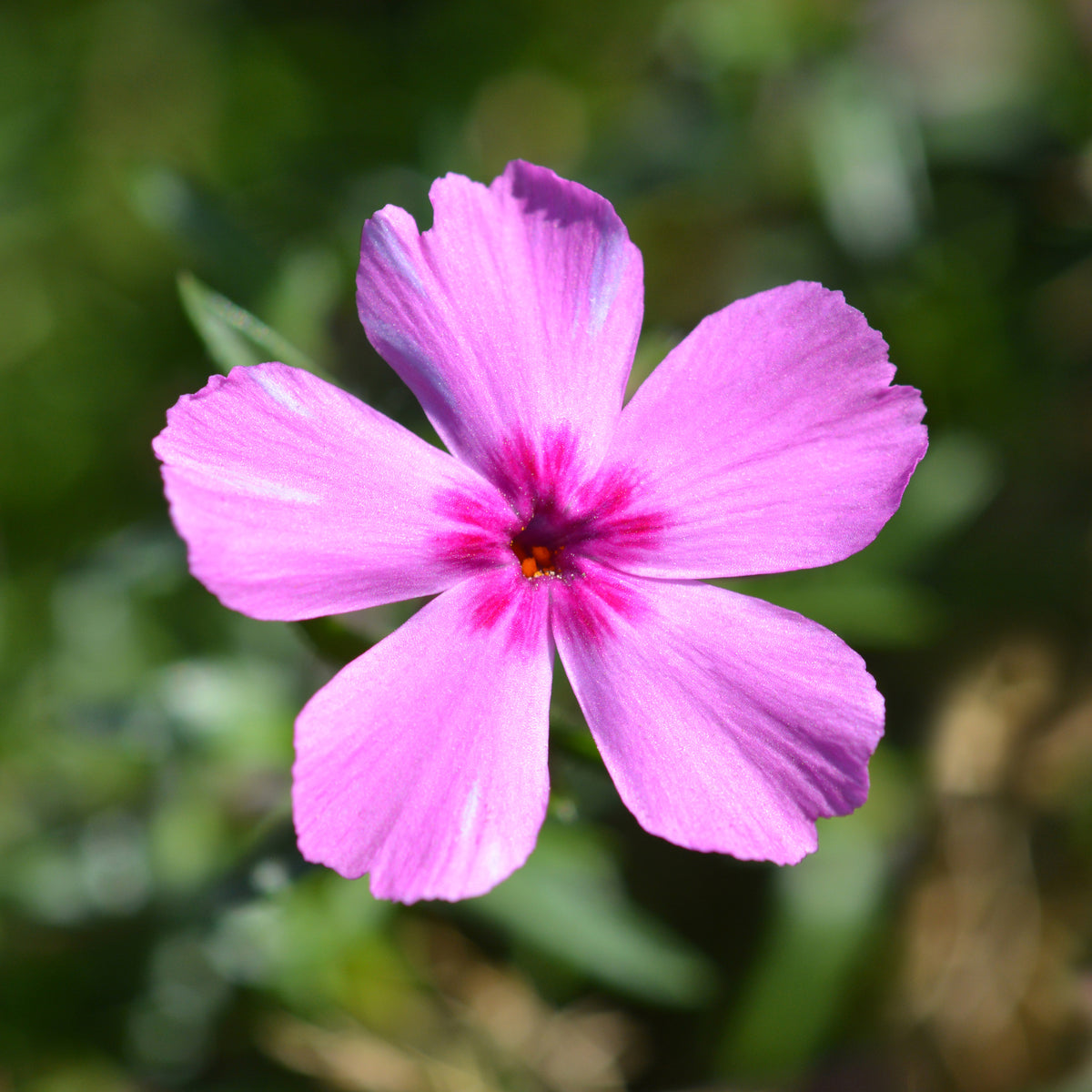 Phlox mousse McDaniel's Cushion - Phlox subulata Mcdaniels Cushion - Willemse
