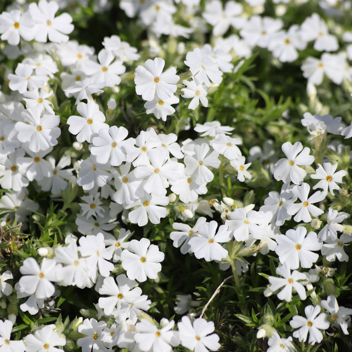 Phlox mousse White Delight - Phlox subulata White Delight - Willemse