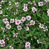 Verveine nodiflore Phyla rampant - Willemse