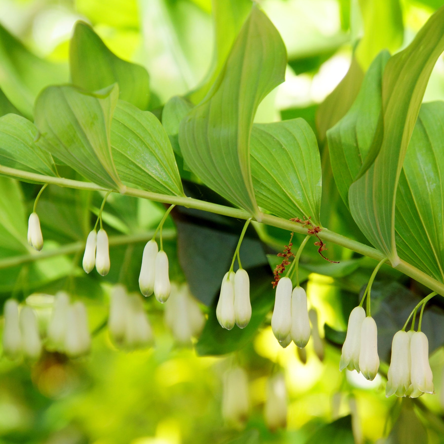 Polygonatum multiflorum - Sceau de Salomon - Un jardin en sous-bois old