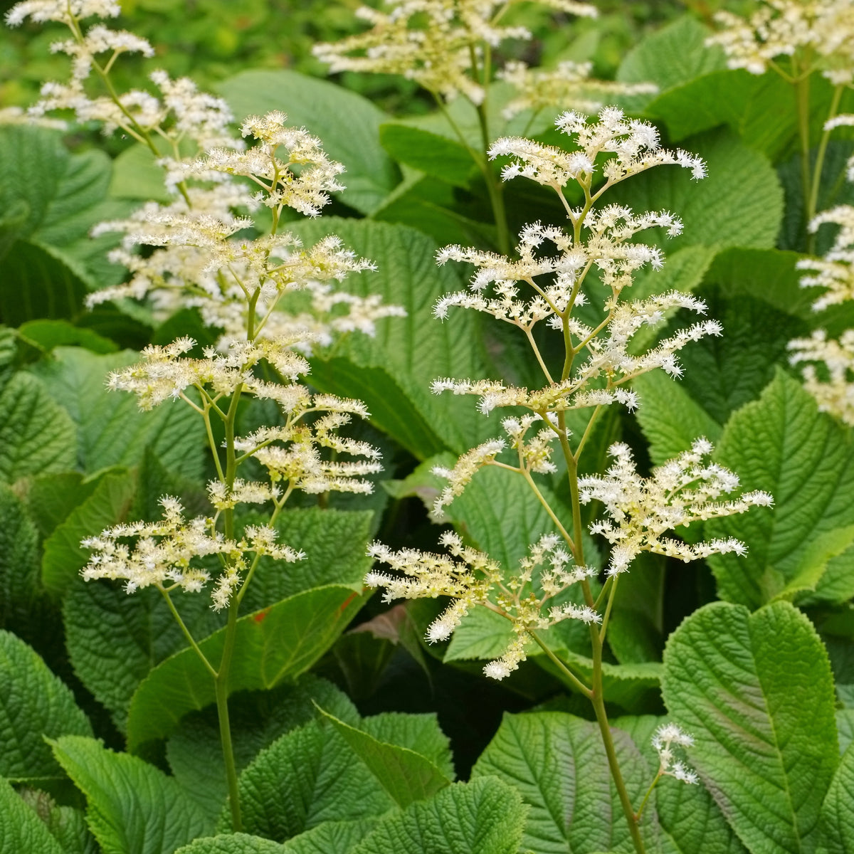 Rodgersia à feuilles de marronnier - Rodgersia aesculifolia - Willemse