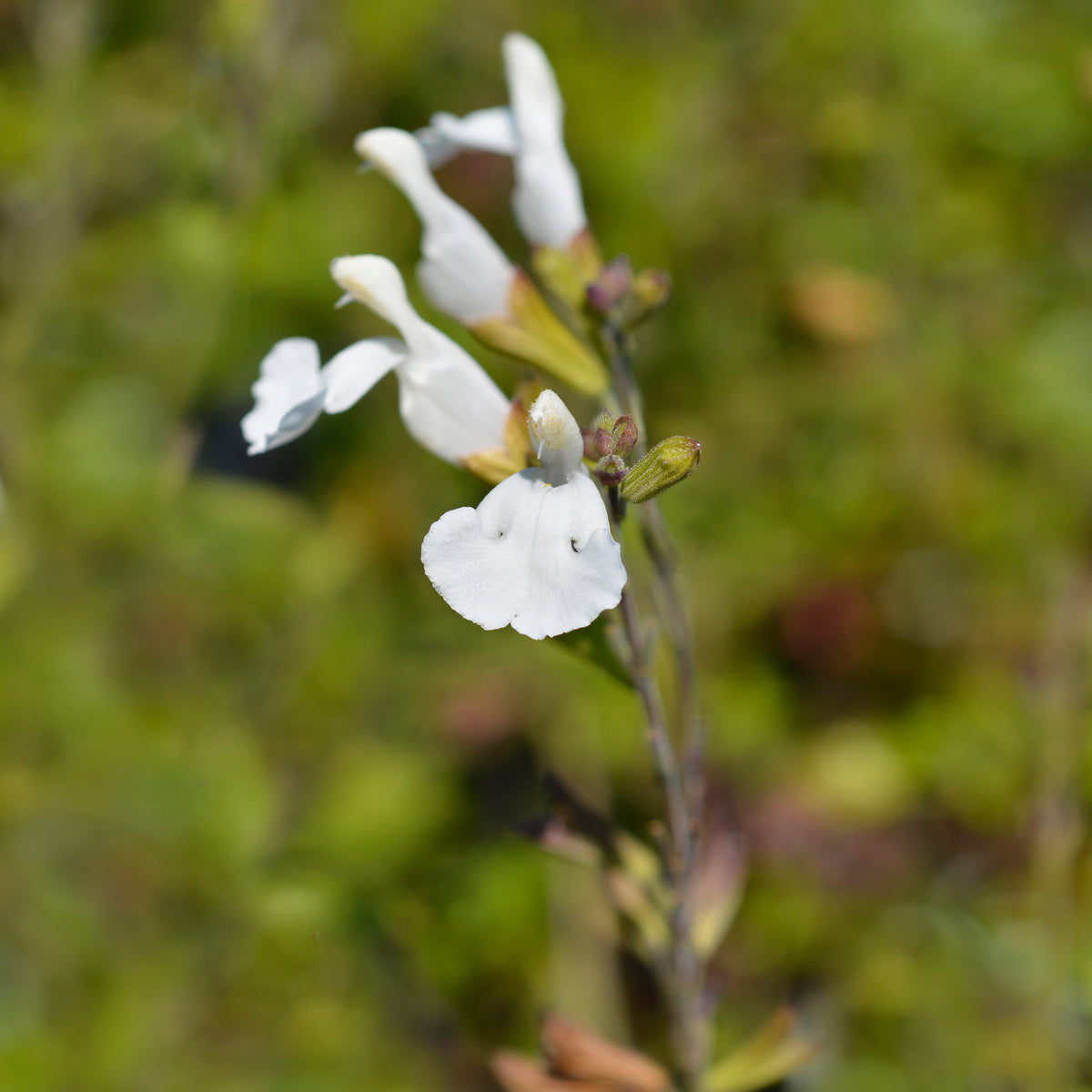 Sauge arbustive Gletsjer - Salvia microphylla Gletsjer - Willemse