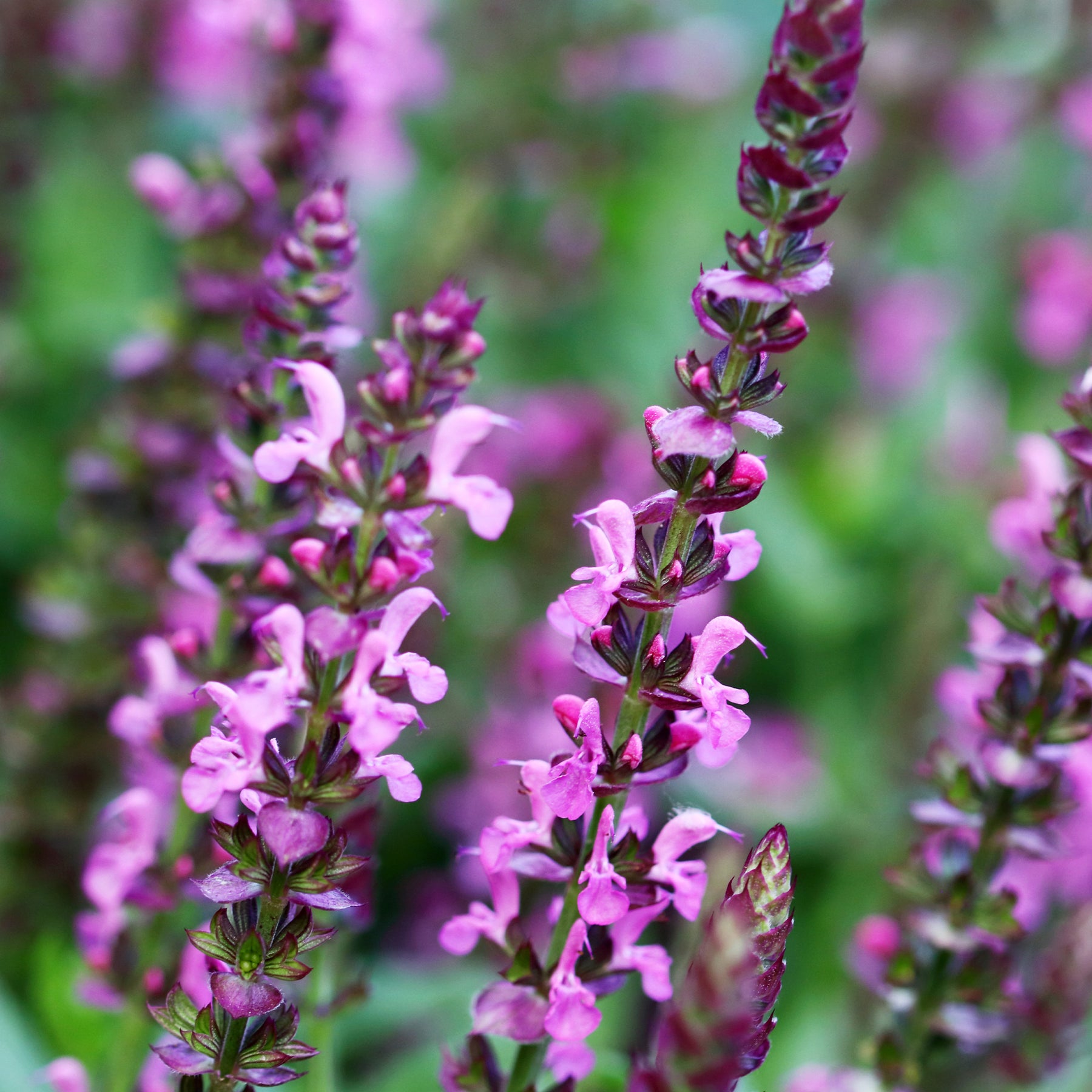 Salvia nemorosa rose queen (rosakönigin) - Sauge des bois Rose Queen - Sauges