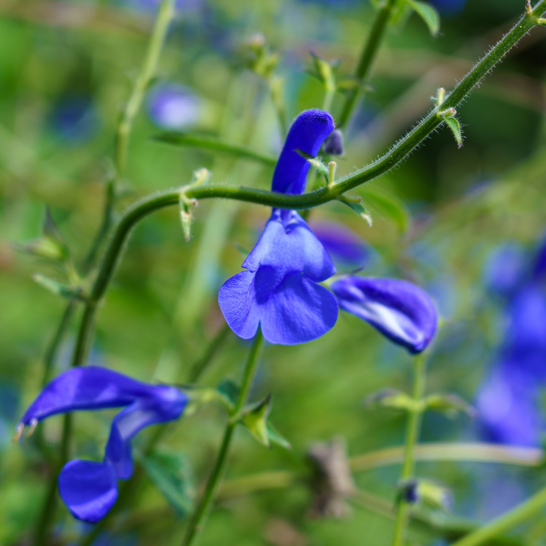 Salvia patens - Sauge gentiane - Sauges