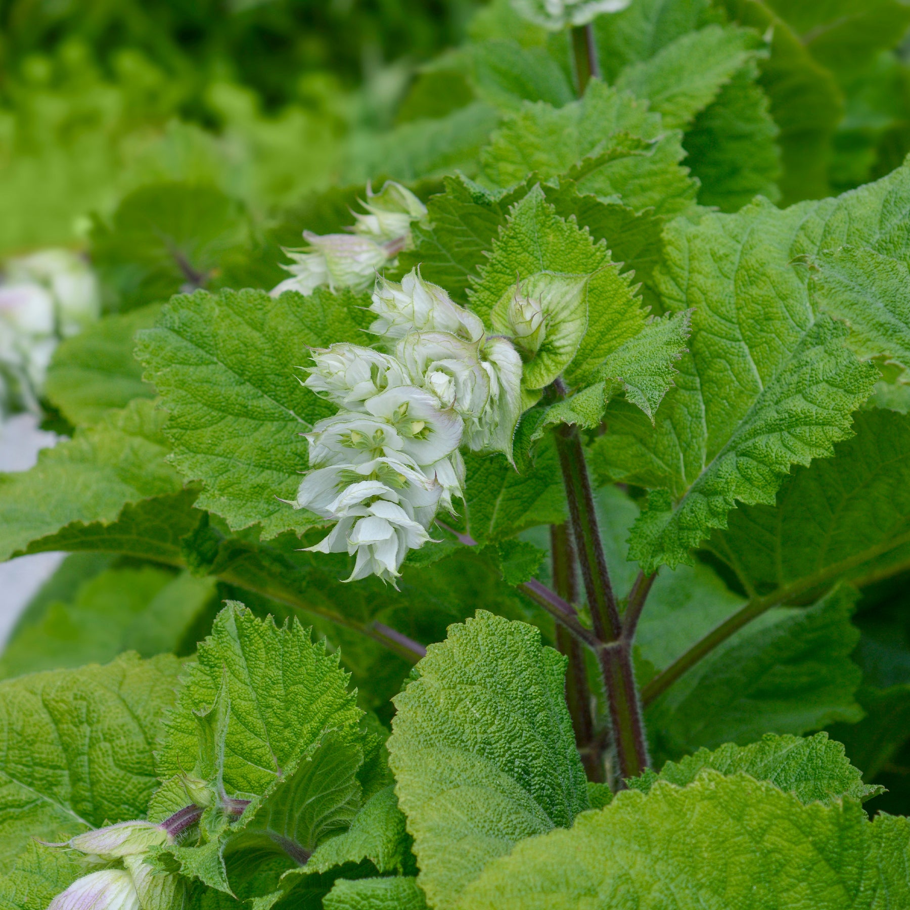 Salvia sclarea vatican white - Sauge sclarée Vatican White - Sauges