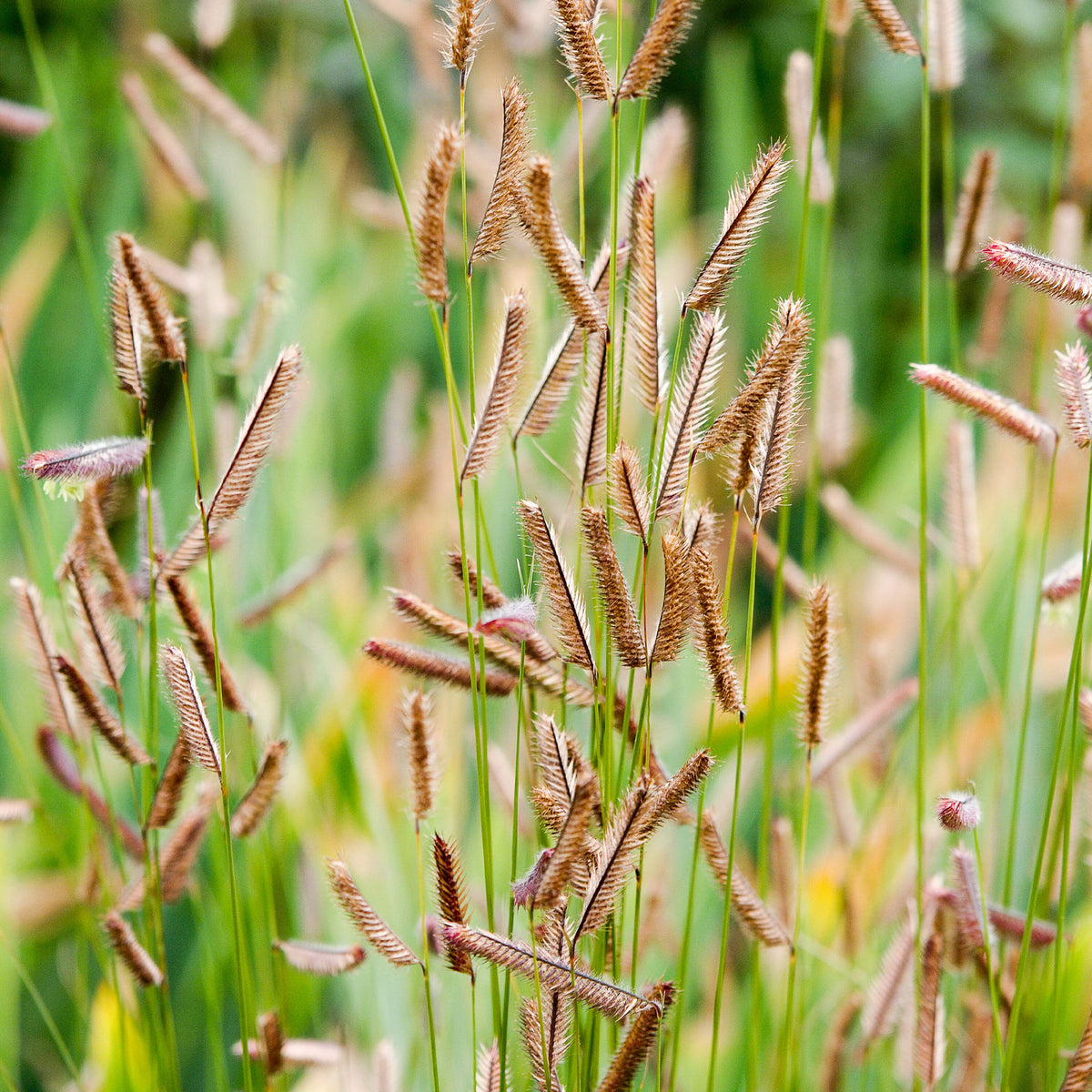 Boutelou gracieux - Bouteloua gracilis - Willemse