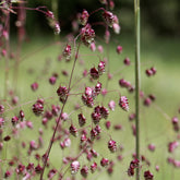 Amourette Brize - Willemse