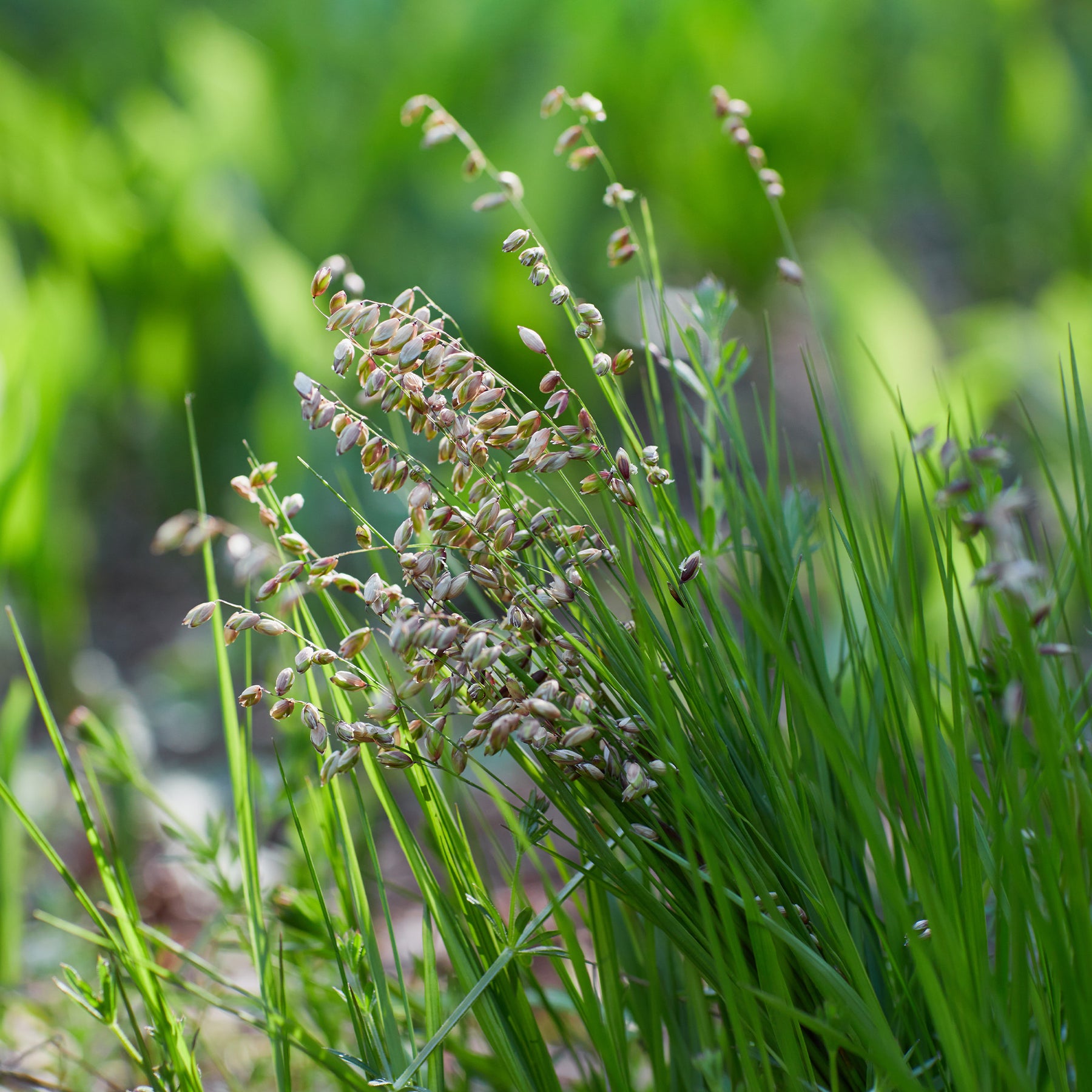 Amourette Brize - Briza media - Willemse