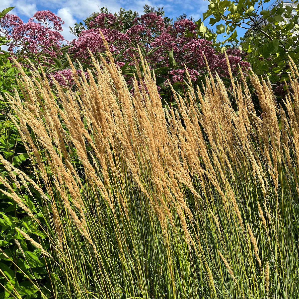 Calamagrostide érigée Karl Foester - Calamagrostis x acutiflora karl foerster - Willemse