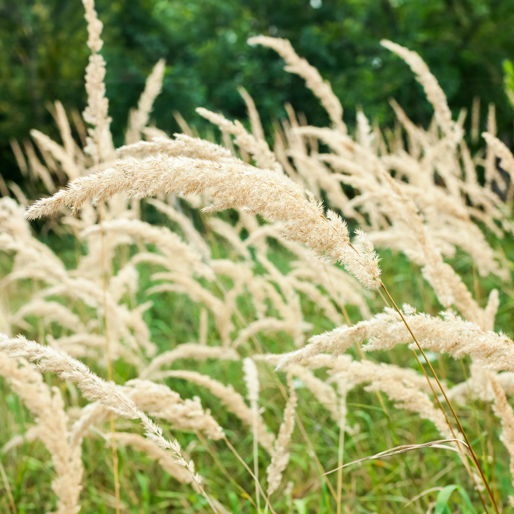 Calamagrostis - Herbe aux diamants - Calamagrostis arundinacea var. brachytricha