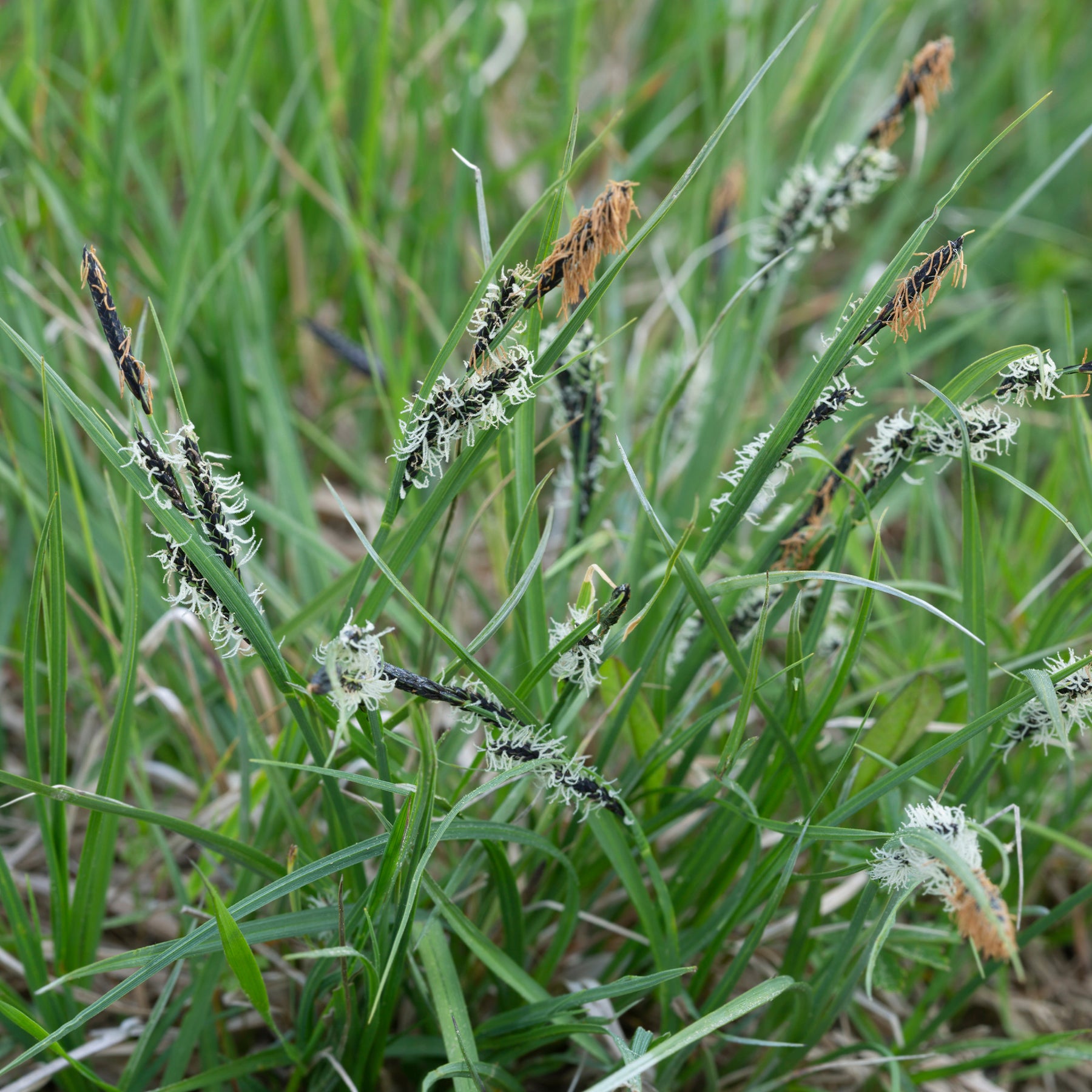 Carex montana - Laîche des montagnes - Carex - Carex
