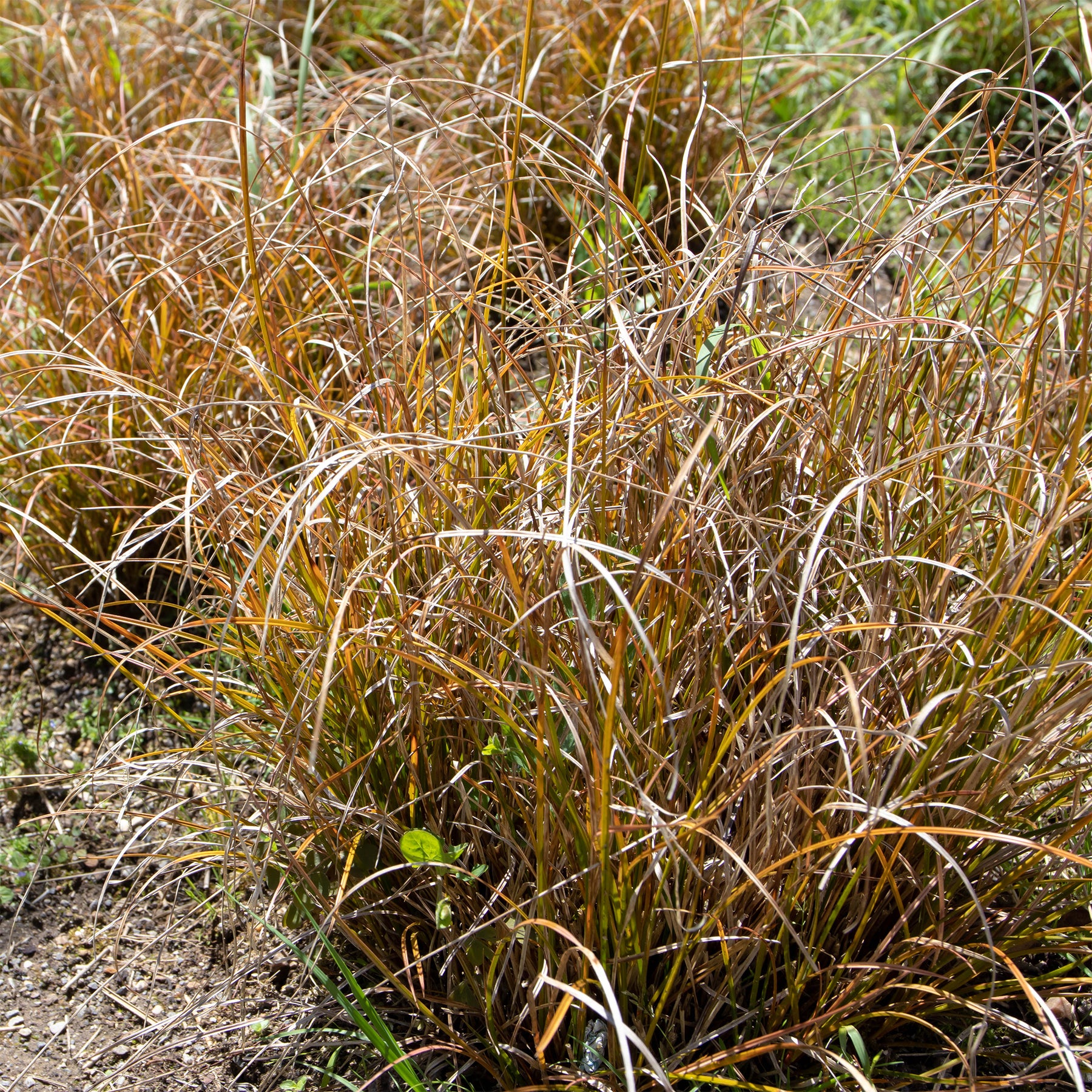 Laîche orange - Carex - Willemse
