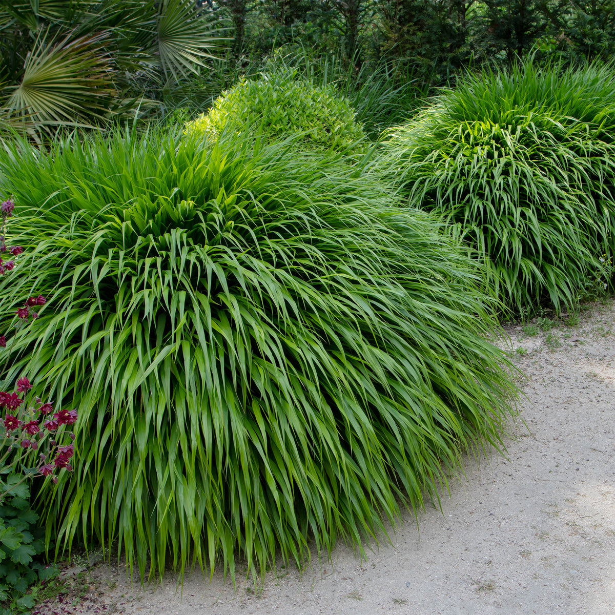 Herbe du Japon - Willemse