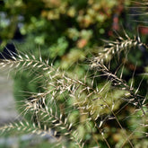 Hystrix patula - Willemse