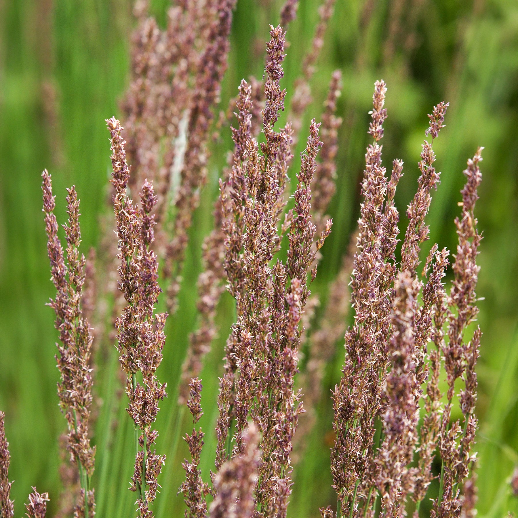 Molinie bleue Moorhexe - Molinia caerulea Moorhexe - Willemse