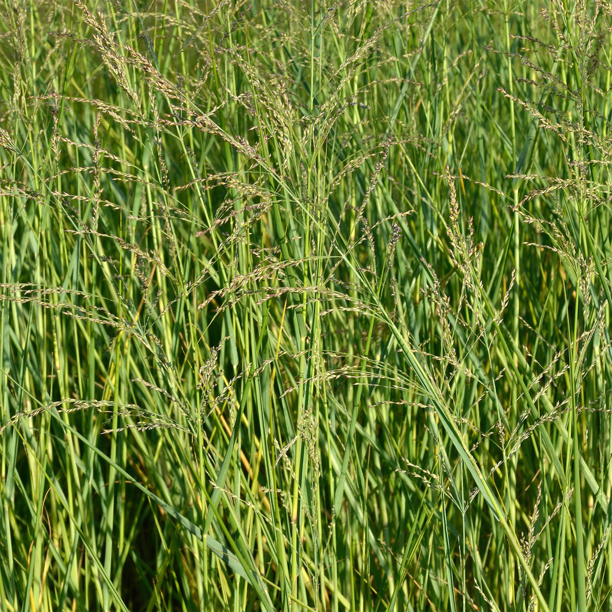 Panic érigé - Panicum amarum - Willemse