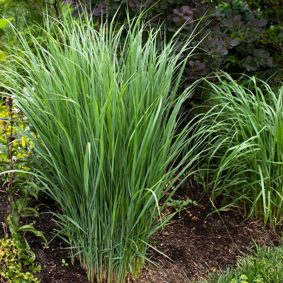 5 Vivaces pour prairie fleurie - Panicum virgatum,Sesleria autumnalis, Allium sphaerocephalon,Veronicastrum virginicum, Sanguisorba officinalis - Willemse