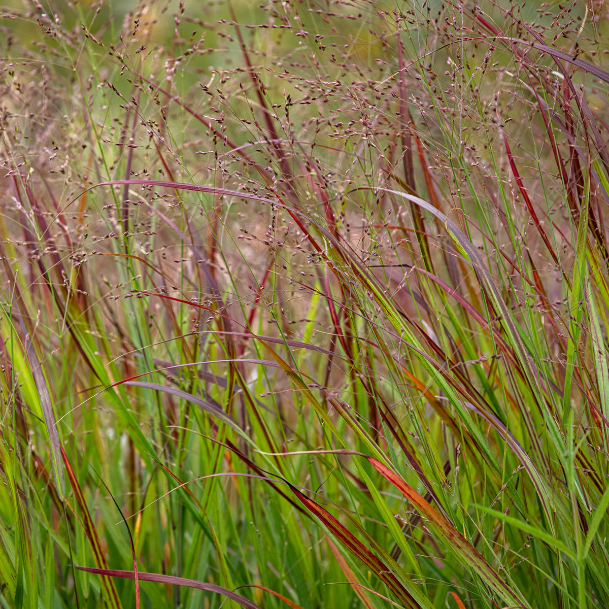 Panic érigé Shenandoah - Willemse