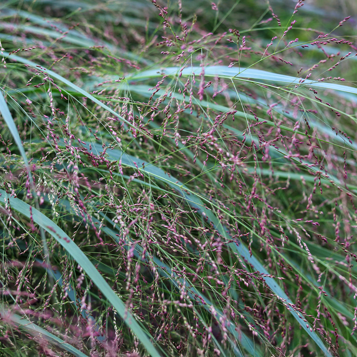 Panic érigé Squaw - Willemse